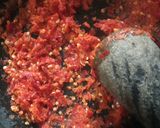 Foto langkah ke 2 dari resep Balado Tempe Dan Kacang Panjang.