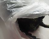 Foto del paso 2 de la receta: Rollo de chile poblano hojaldrado 🌶️🌽