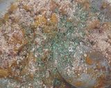 A picture of step 5 of Chappan kaddu(summer squash) sabji.