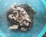 Foto del paso 4 de la receta: Hamburguesas de espinacas y pollo