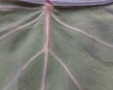 A picture of step 2 of Colocasia Leaves/Patod/Patra/Arbi ke patte.