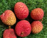 A picture of step 1 of Litchi sabja seeds drinks.