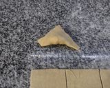 Foto del paso 7 de la receta: Capellettis de verdura, ricota y nuez de Bigote cocina