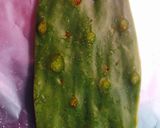 Foto del paso 3 de la receta: Nopales saludables