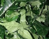 Foto langkah ke 1 dari resep Daun Pepaya Teri bumbu Buntil.