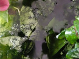 Cincau