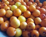 A picture of step 1 of Ber ka achaar/jujube pickle.