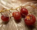 Foto del paso 2 de la receta: Licor de uvas !!!!!