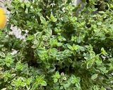 Une image de l'étape 4 de 🍹Gaspacho tomates cerises 🍒 herbes de Provence 🍃🌱🌿.