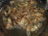 Kaldu Udang
