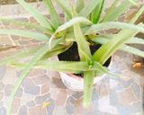 A picture of step 1 of Aloe vera lemon juice (Homemade healthy drink).