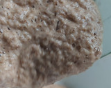 Foto del paso 2 de la receta: Pan de Lentejas Sin Harina / Sin Gluten / Sin Tacc