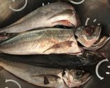 Foto del paso 1 de la receta: Jureles a la plancha con majada de ajo y perejil