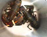 Hình bước làm 1 của món Lobster đút lò phô mai 🦐🧀