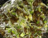 Foto del paso 4 de la receta: Ceviche de Cochayuyo🇨🇱
