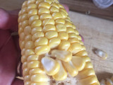 Elote frito para botanear