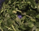 A picture of step 2 of Purslane Salad With Strained Yogurt Sauce.