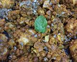 A picture of step 1 of Baked kofta chole masala curry.