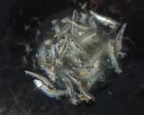 Foto langkah ke 3 dari resep Tumis Lengkio Cabe Ijo Mudah Enak Simpel.