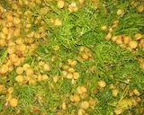 A picture of step 4 of Soya Chana dal.