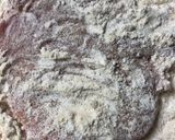 A picture of step 1 of Pan fried pork chops.