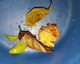 Foto langkah ke 3 dari resep Gulai Rebung.