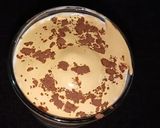 A picture of step 8 of Dalgona Coffee | Whipped Coffee.