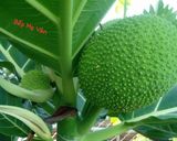 Hình bước làm 1 của món Sakê tẩm bột chiên giòn