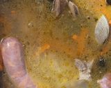 Foto del paso 4 de la receta: Pulmay #curantoenolla