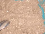 Galletas de avena y manzana