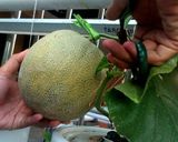 Foto langkah ke 1 dari resep Melon Mint Iced Tea.
