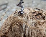 Foto del paso 2 de la receta: 🥥 Coco fresco y cómo abrirlo fácil 🥥