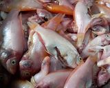 Foto langkah ke 1 dari resep Baby Fish Goreng Kering.