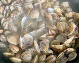 Foto del paso 3 de la receta: Chirlas con ajito y guindilla