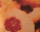 Foto del paso 4 de la receta: Galletas con mermelada