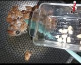صورة لخطوة 6 من وصفة كبد وقوانص بالتحديقة السرية هتاخد الطعم في حتة تانية😋