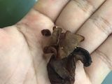 Ayam masak kunyit simple