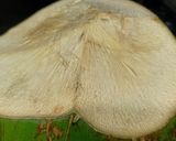 Hình bước làm 1 của món Nước dừa pha chanh muối mật