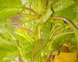 Foto del paso 1 de la receta: Guiso de quelites