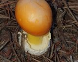 Foto del paso 5 de la receta: Crema catalana de Amanita Caesarea