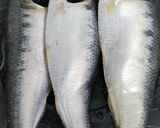 গংগার ছোট সর্ষে ইলিশ (Gangar choto sarshe ilish recipe in bengali) রেসিপি ধাপ - 1 ছবি