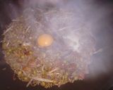 Foto del paso 3 de la receta: Wok de arroz, brotes y arvejas