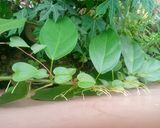 Foto langkah ke 4 dari resep Cincau Hijau Homemade.