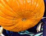 A picture of step 3 of How to Carve a Pumpkin for Halloween!.