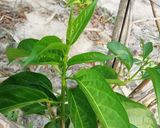 รูปขั้นตอนการทำที่ 1 ของ ผักเชียงดาผัดไข่