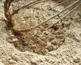 Foto del paso 4 de la receta: Muffins de chocolate y leche (chocolatada)