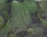 A picture of step 3 of Nettle and mint pesto.