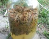 Fenyőrügy szirup recept fázis 7 fotója
