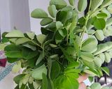 Foto langkah ke 1 dari resep Sayur Manis (Sayur Bening Daun Kelor).
