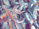 دولمة سردين 😋
